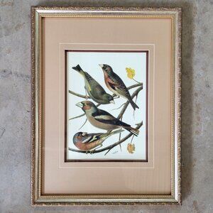 Vintage Framed Bird Illustration Print By Rutledge - Finches, Vintage Bird Art